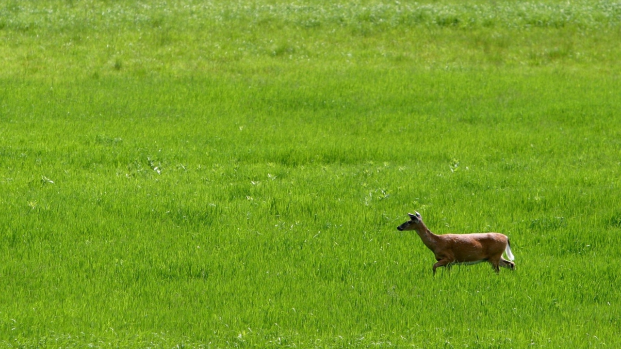 Screenshot №1 pro téma Deer Running In Green Field 1280x720