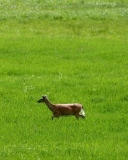 Screenshot №1 pro téma Deer Running In Green Field 128x160