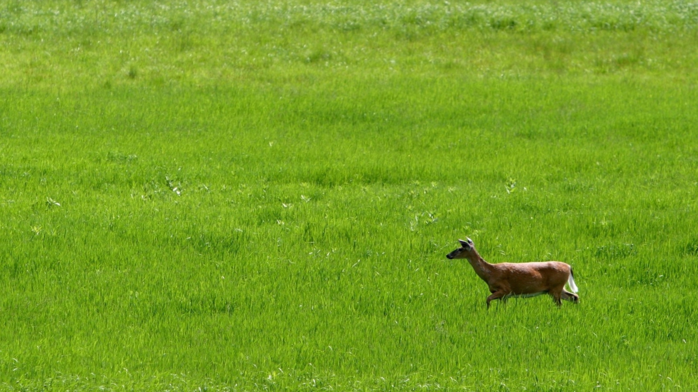 Sfondi Deer Running In Green Field 1366x768