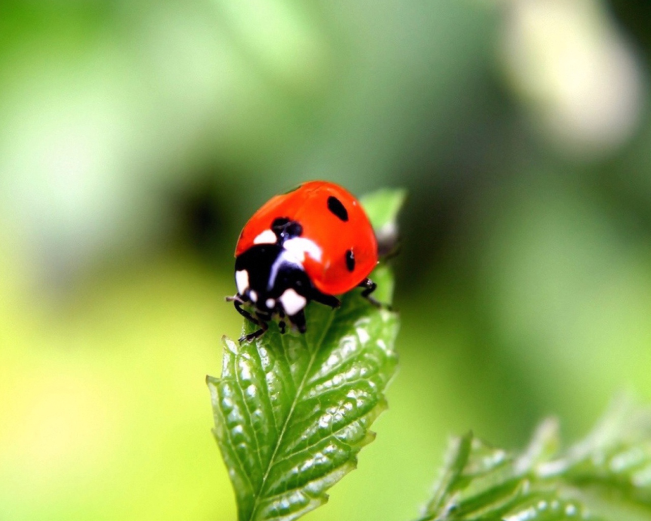 Screenshot №1 pro téma Cute Ladybird 1280x1024