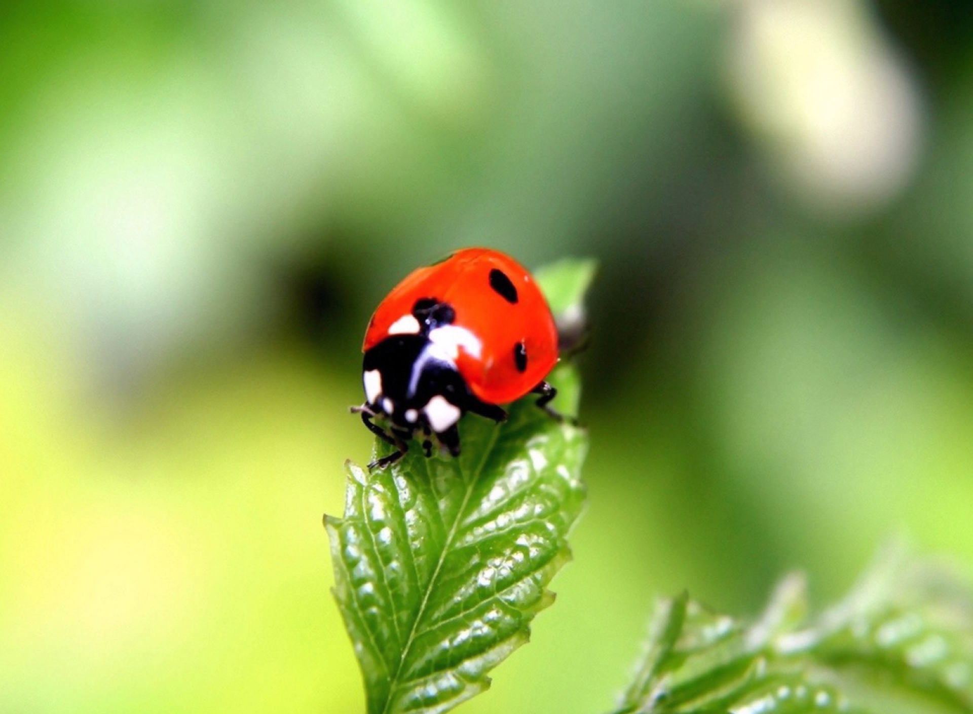 Screenshot №1 pro téma Cute Ladybird 1920x1408