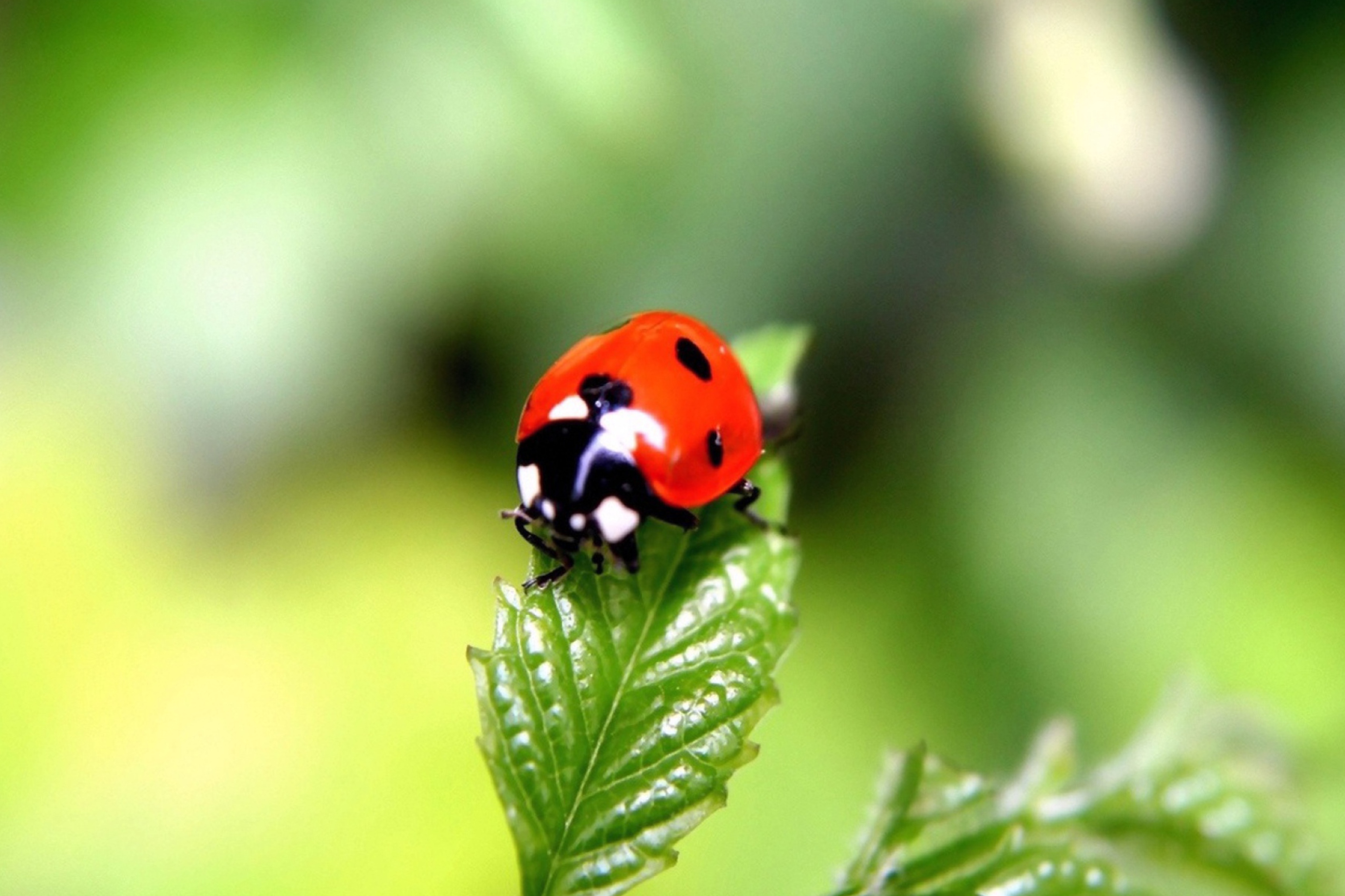 Screenshot №1 pro téma Cute Ladybird 2880x1920