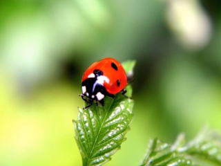 Fondo de pantalla Cute Ladybird 320x240