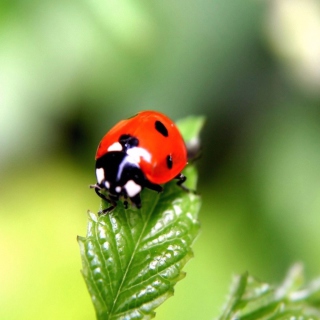 Cute Ladybird - Obrázkek zdarma pro 208x208