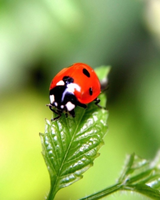 Cute Ladybird - Obrázkek zdarma pro 640x1136