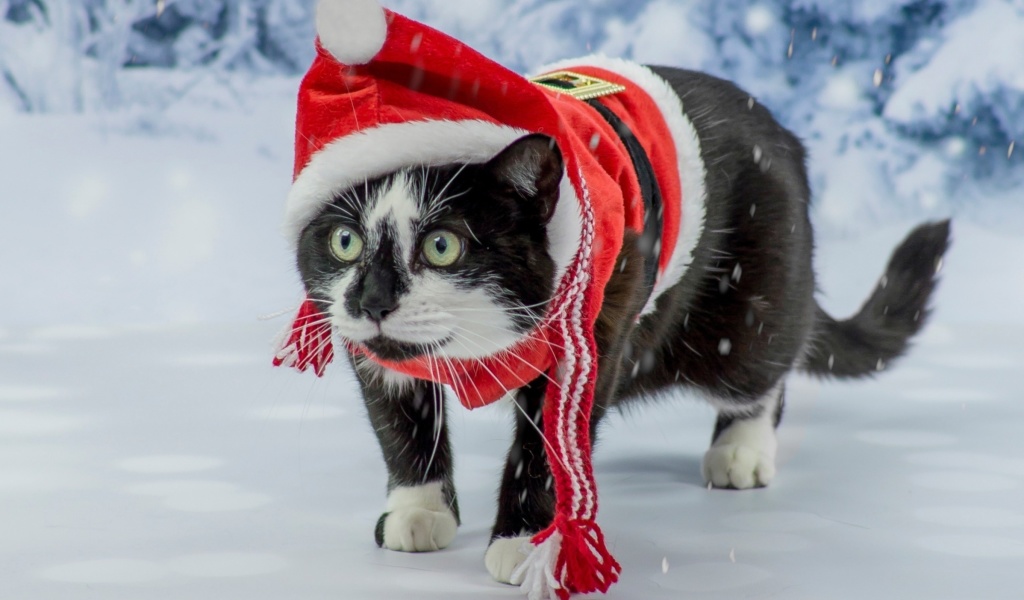 Fondo de pantalla Winter Beauty Cat 1024x600
