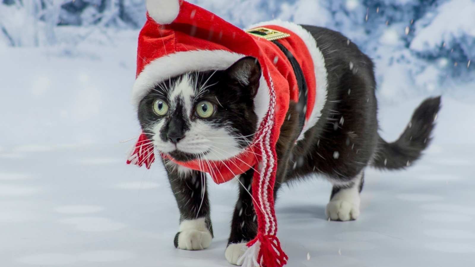 Fondo de pantalla Winter Beauty Cat 1600x900