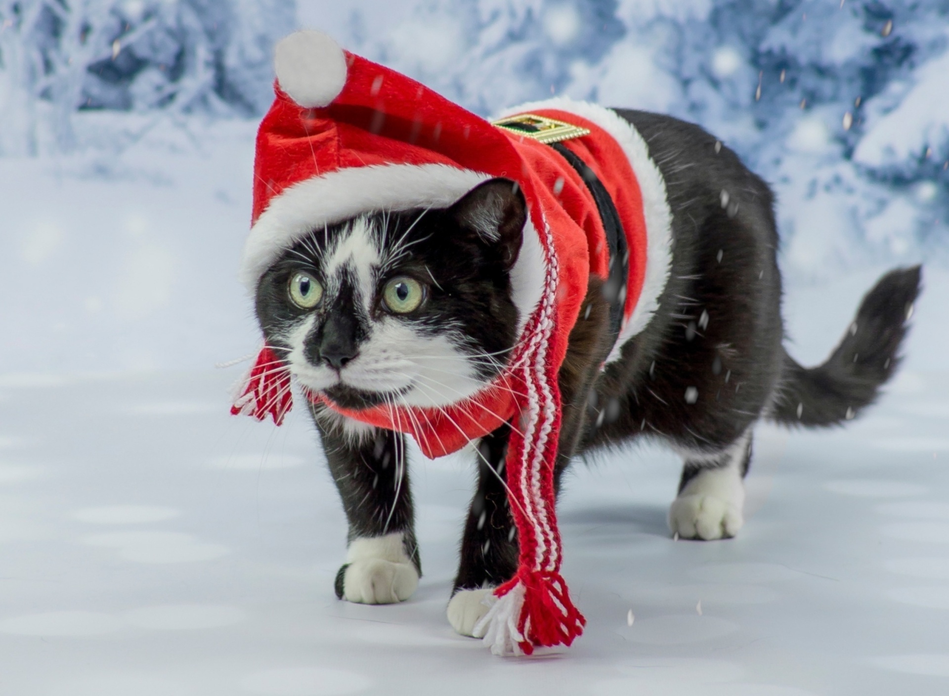 Das Winter Beauty Cat Wallpaper 1920x1408