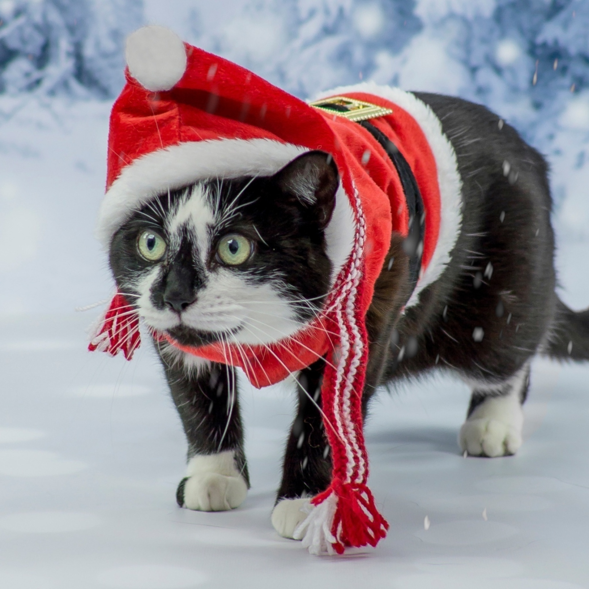 Sfondi Winter Beauty Cat 2048x2048