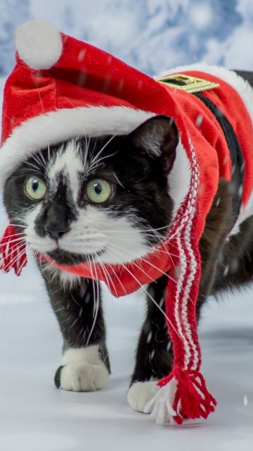 Winter Beauty Cat screenshot #1 360x640