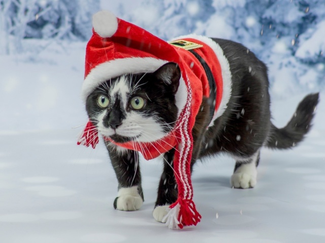 Das Winter Beauty Cat Wallpaper 640x480