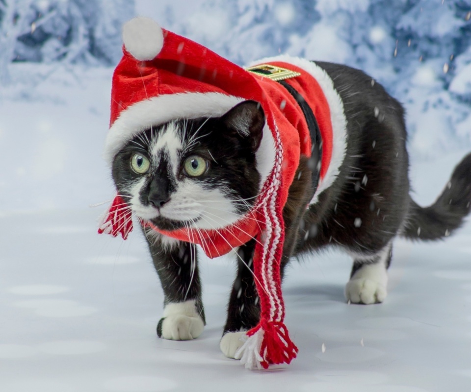 Das Winter Beauty Cat Wallpaper 960x800