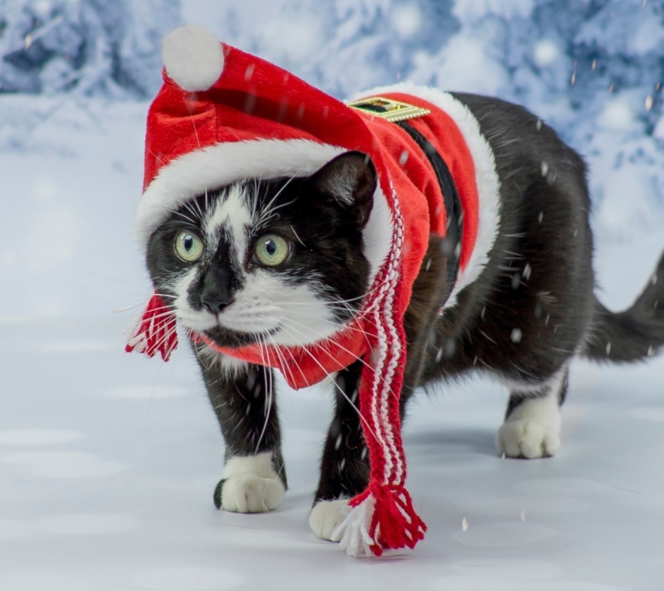 Das Winter Beauty Cat Wallpaper 960x854