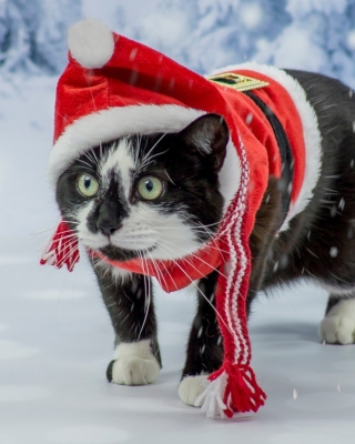 Winter Beauty Cat - Obrázkek zdarma pro Nokia Asha 306