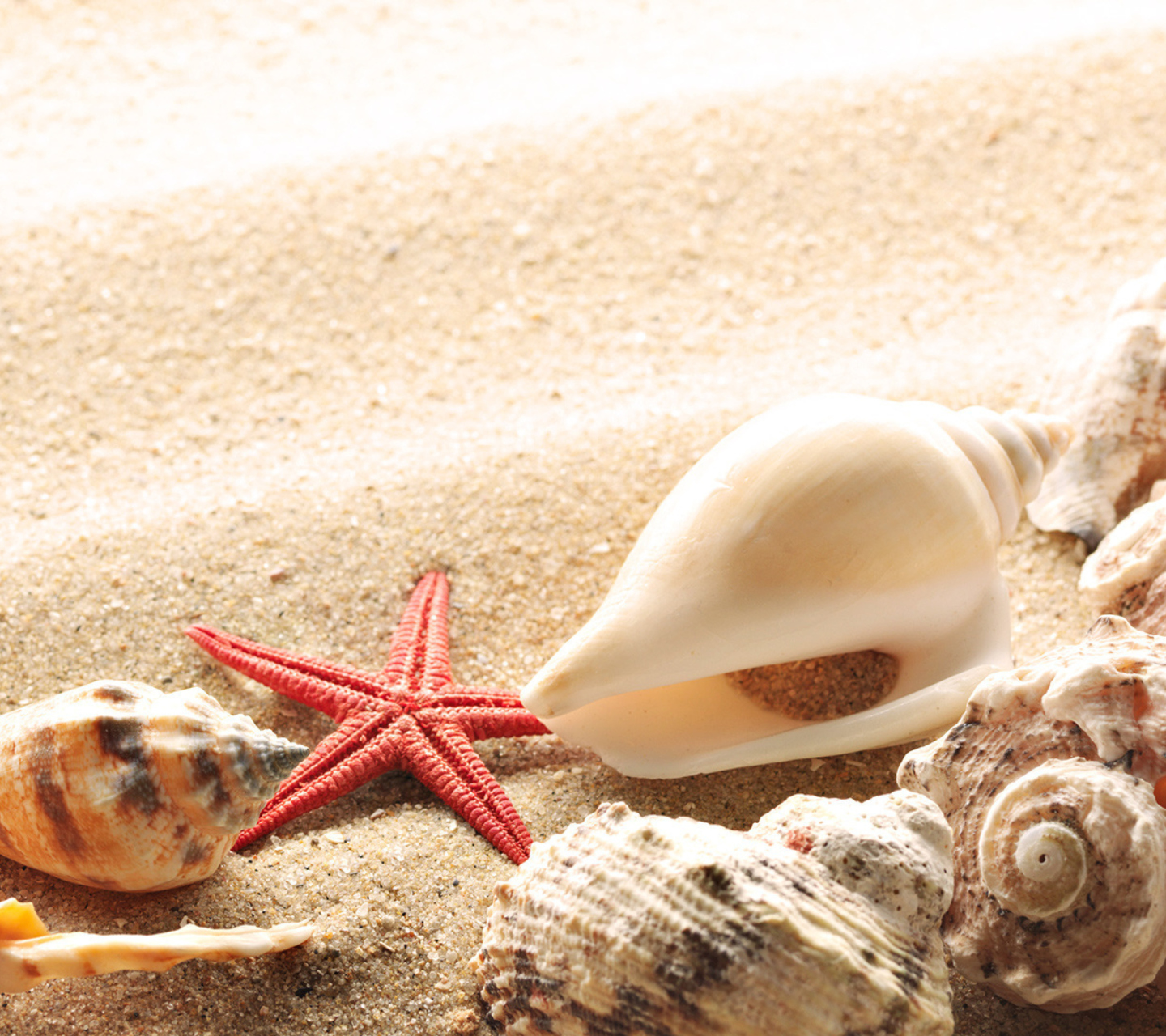Обои Seashells On The Beach 1440x1280