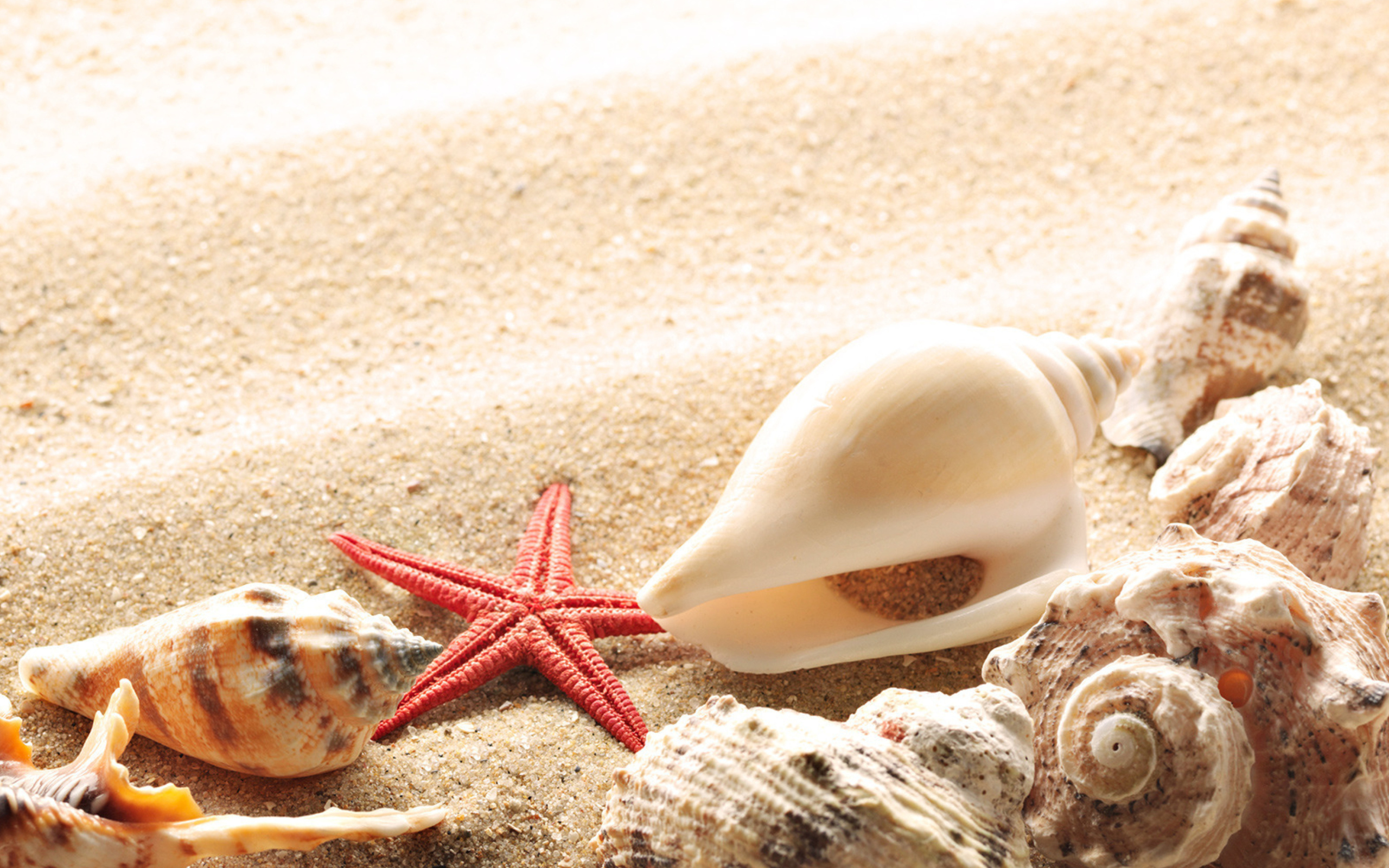 Screenshot №1 pro téma Seashells On The Beach 2560x1600