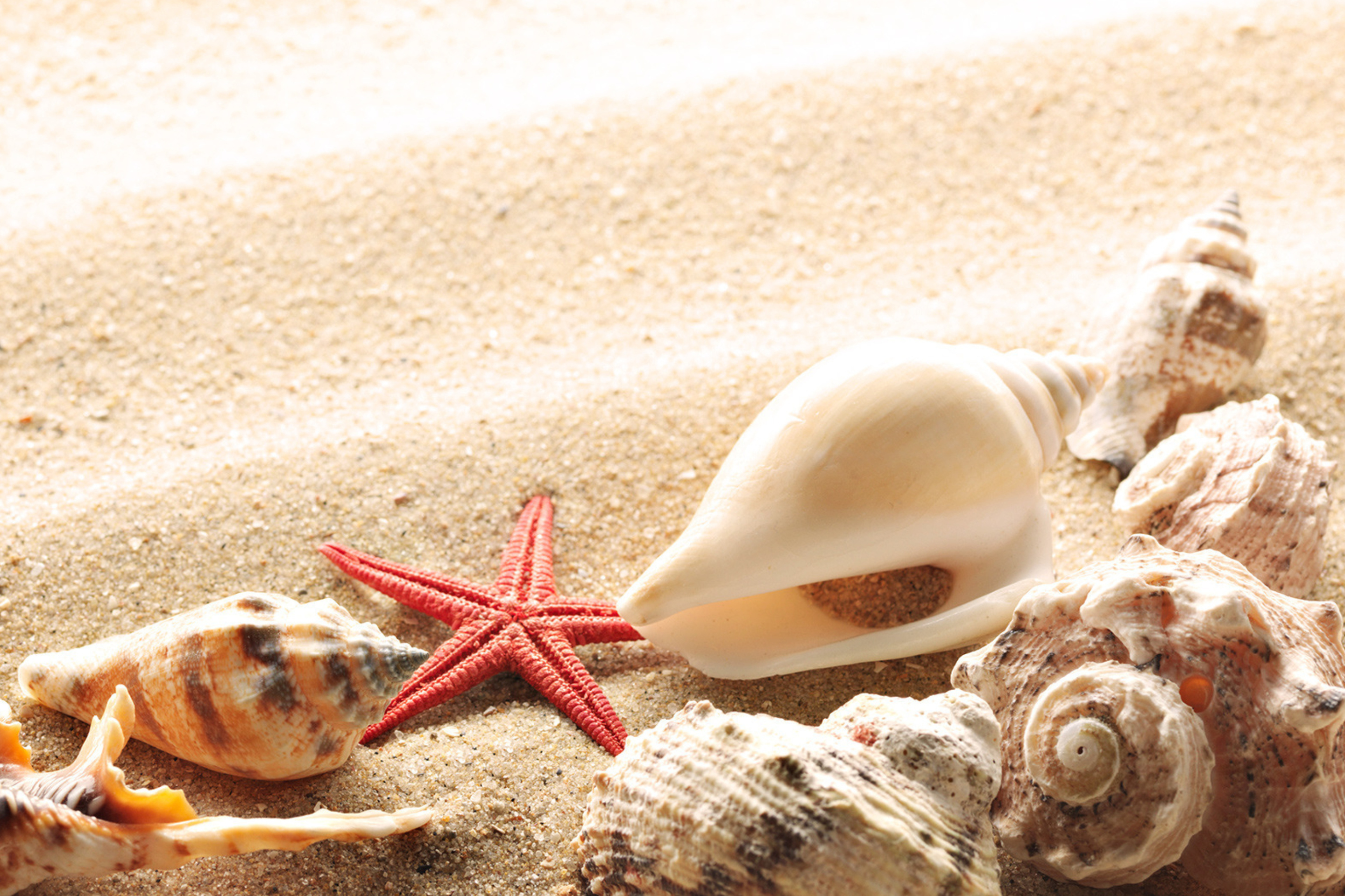 Seashells On The Beach wallpaper 2880x1920