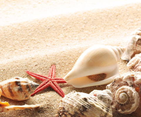 Обои Seashells On The Beach 480x400