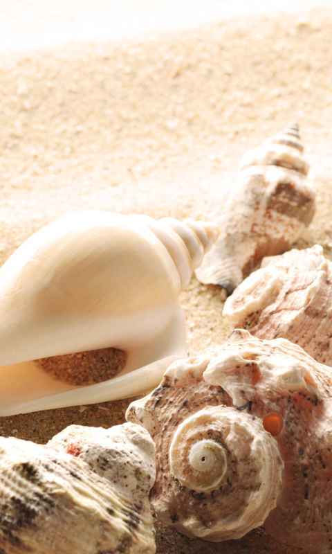 Screenshot №1 pro téma Seashells On The Beach 480x800