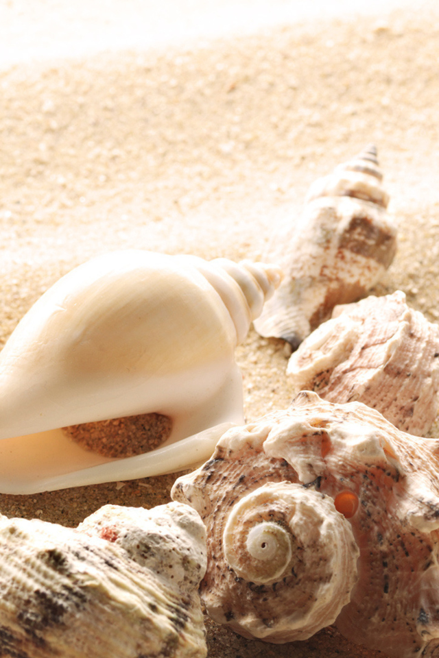 Screenshot №1 pro téma Seashells On The Beach 640x960