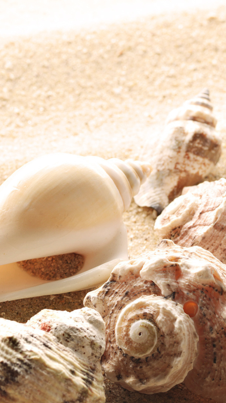 Screenshot №1 pro téma Seashells On The Beach 750x1334