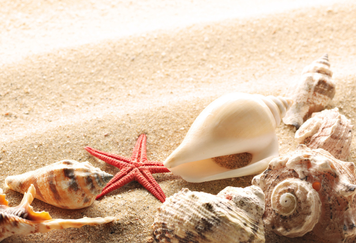 Fondo de pantalla Seashells On The Beach