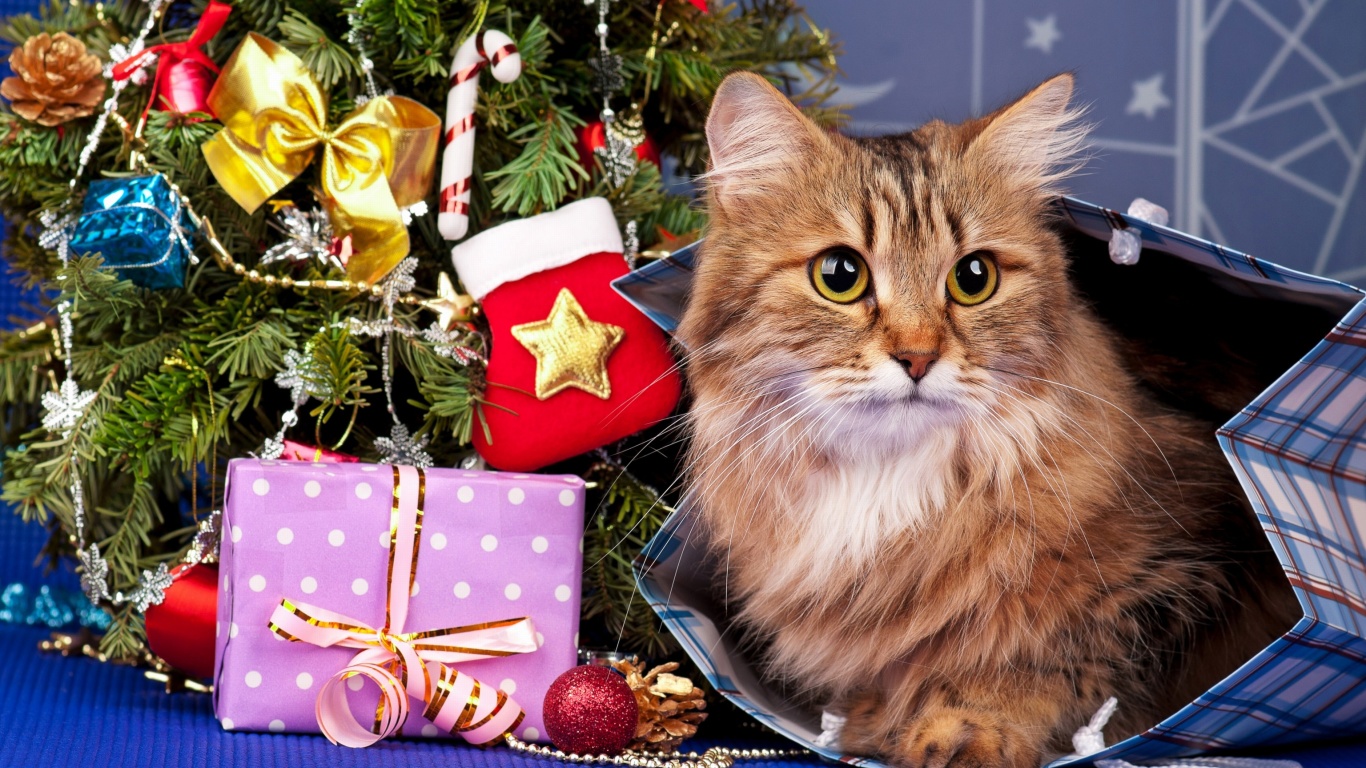 Screenshot №1 pro téma Merry Christmas Cards Wishes with Cat 1366x768