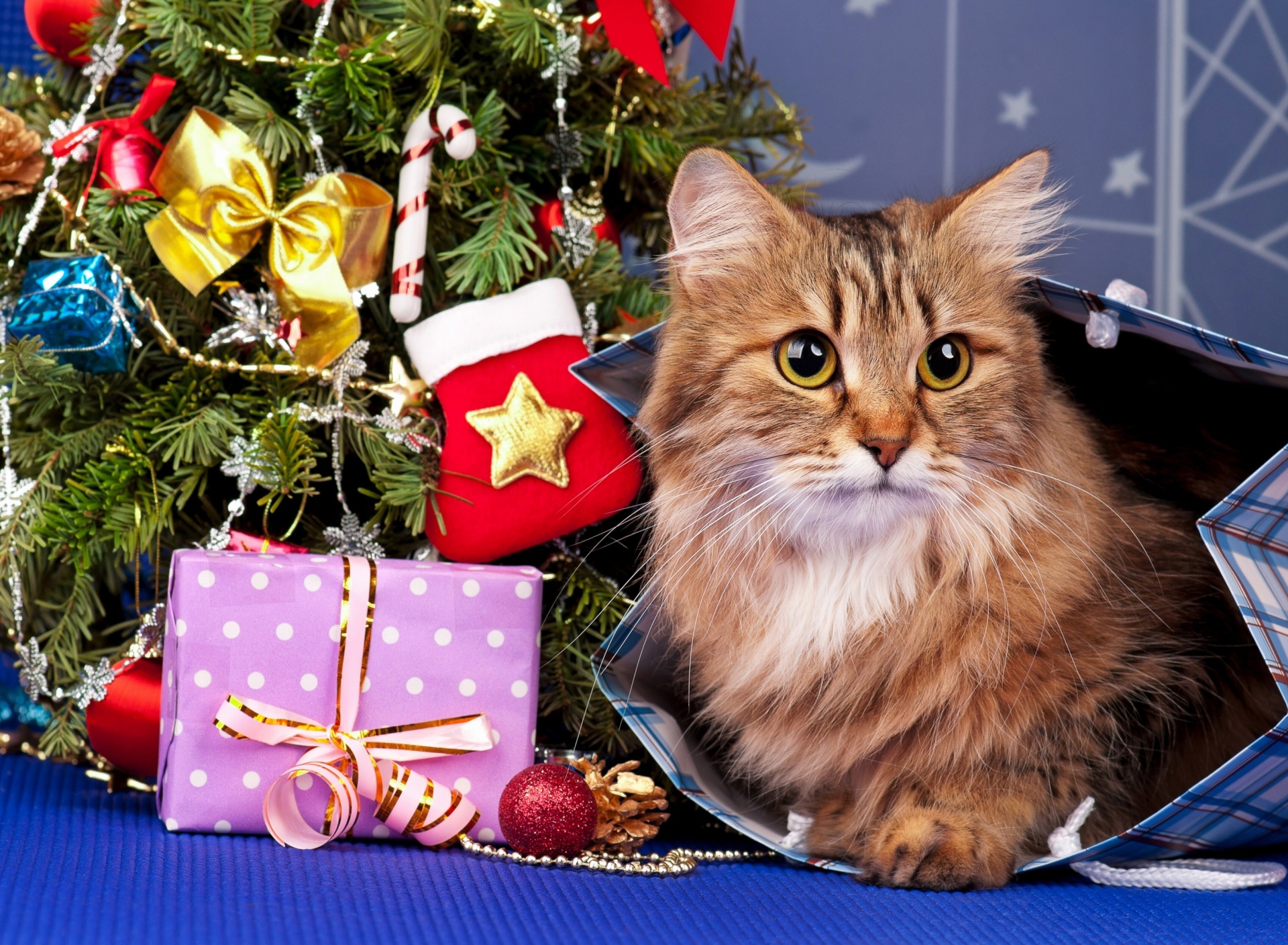 Fondo de pantalla Merry Christmas Cards Wishes with Cat 1920x1408