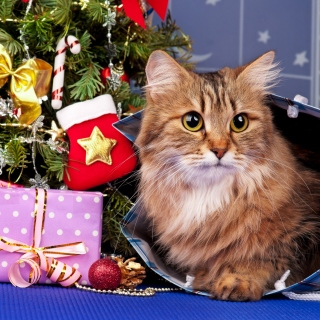 Merry Christmas Cards Wishes with Cat - Obrázkek zdarma pro iPad 2