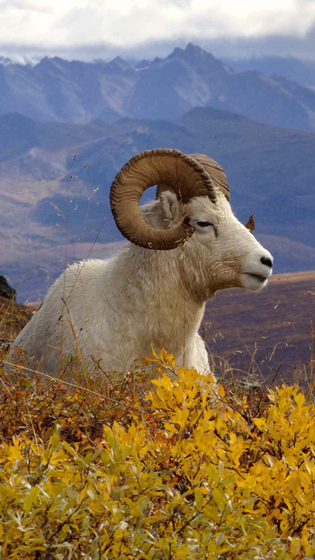 Fondo de pantalla Goat in High Mountains 1080x1920