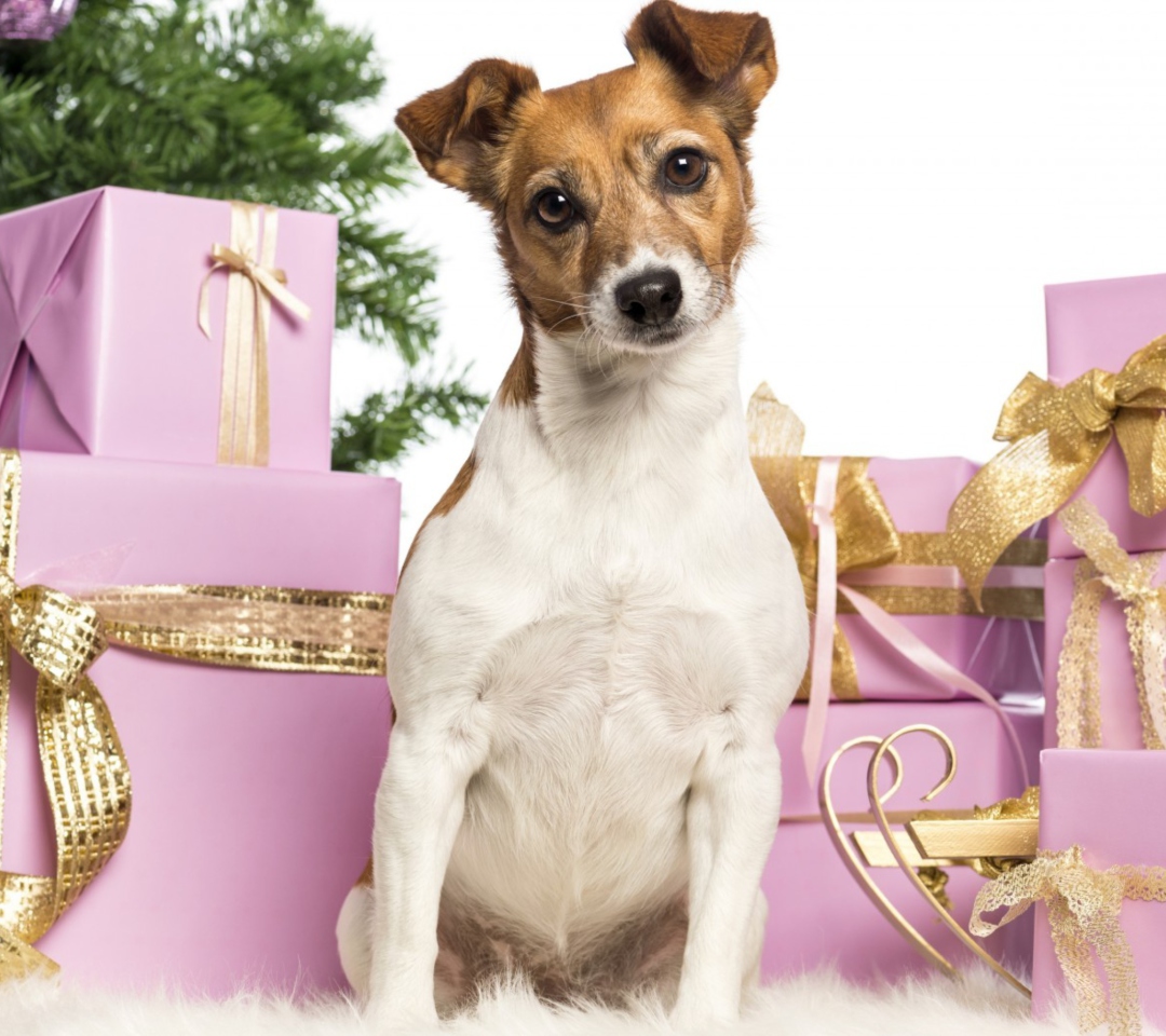 Jack Russell Terrier wallpaper 1080x960