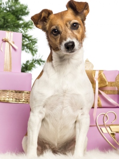 Das Jack Russell Terrier Wallpaper 240x320