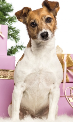 Jack Russell Terrier wallpaper 240x400