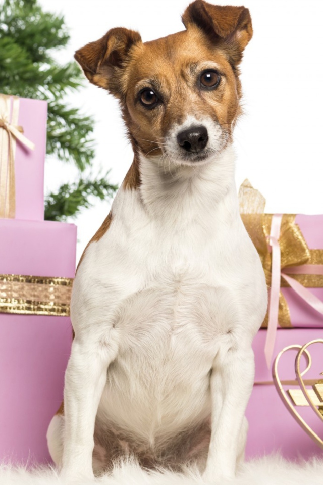 Jack Russell Terrier wallpaper 640x960