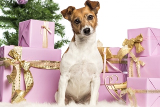 Jack Russell Terrier - Obrázkek zdarma pro Samsung Galaxy S5