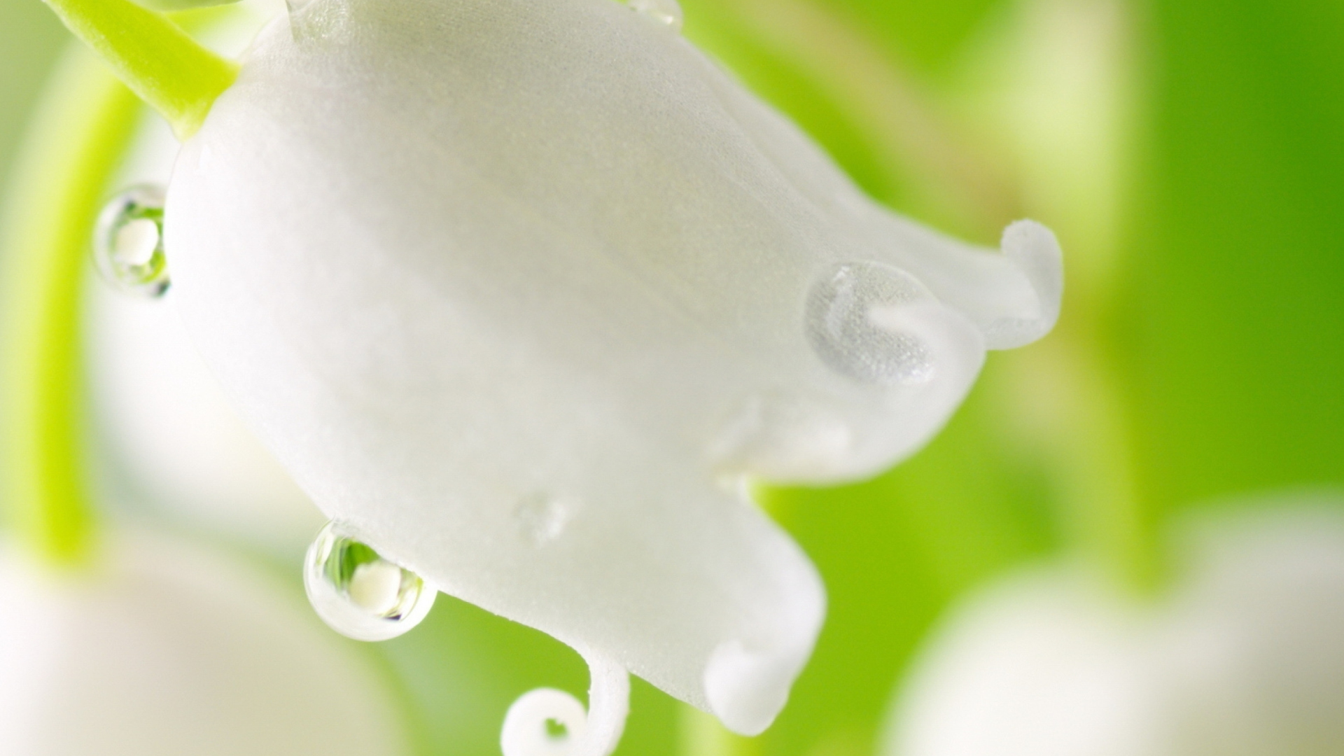 Sfondi White Flower 1920x1080