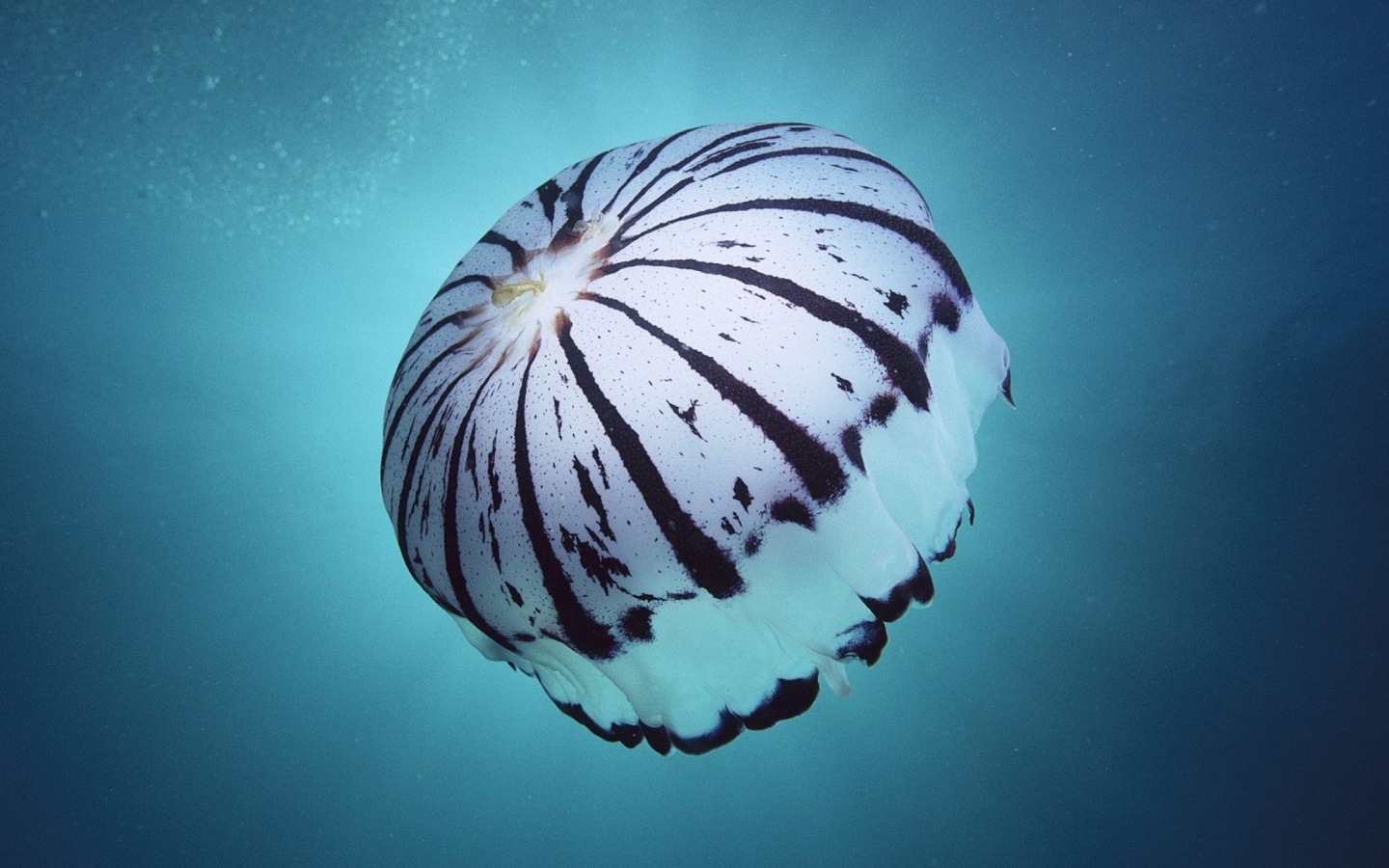 Screenshot №1 pro téma Purple Jellyfish 1440x900