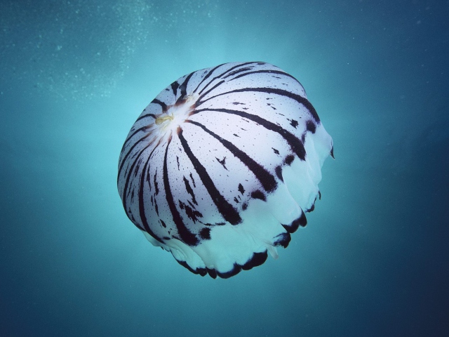 Das Purple Jellyfish Wallpaper 640x480