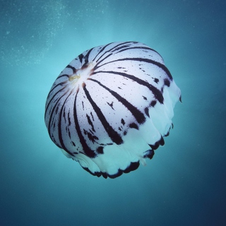 Purple Jellyfish - Obrázkek zdarma pro iPad mini
