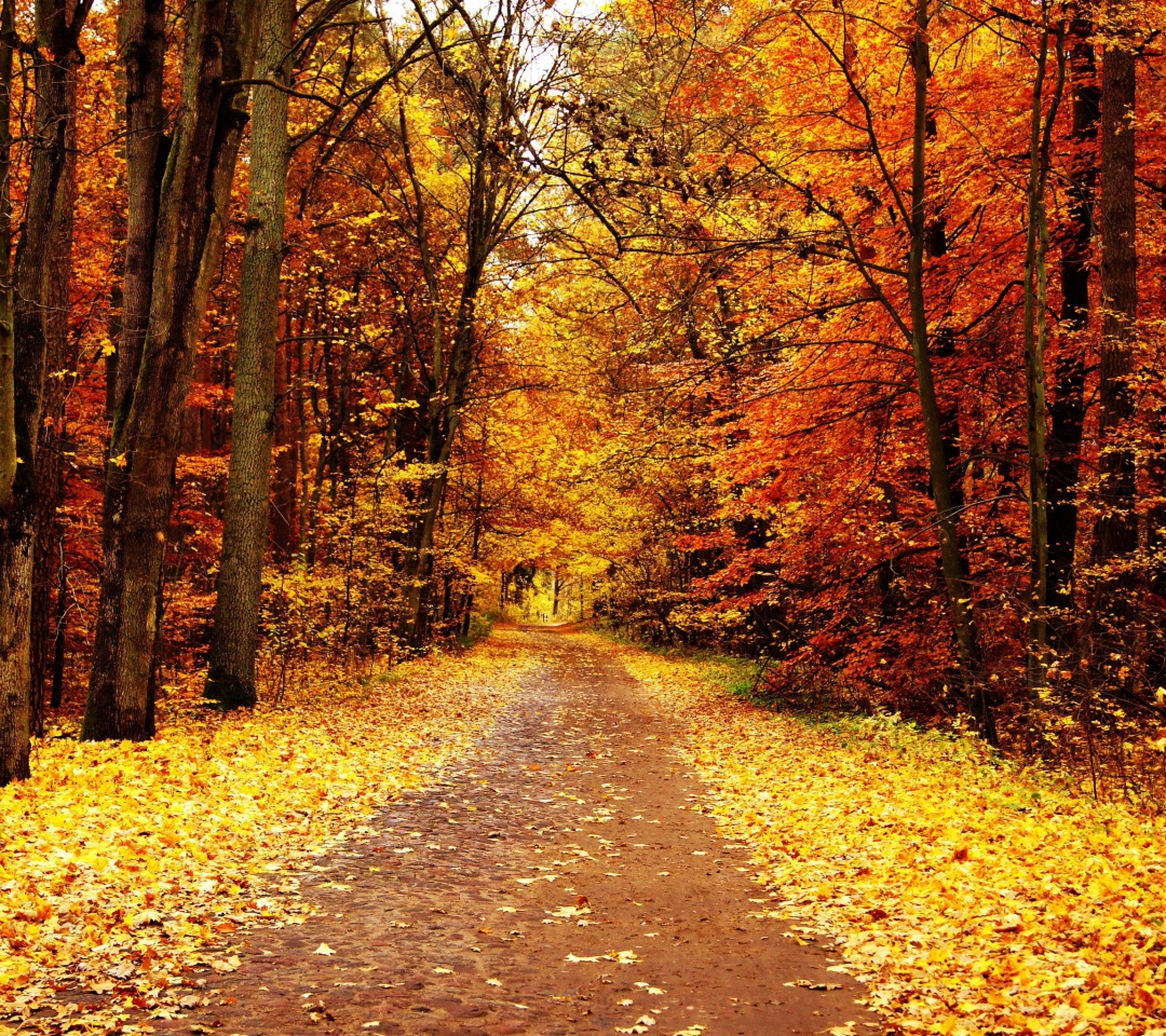 Das Autumn Pathway Wallpaper 1080x960