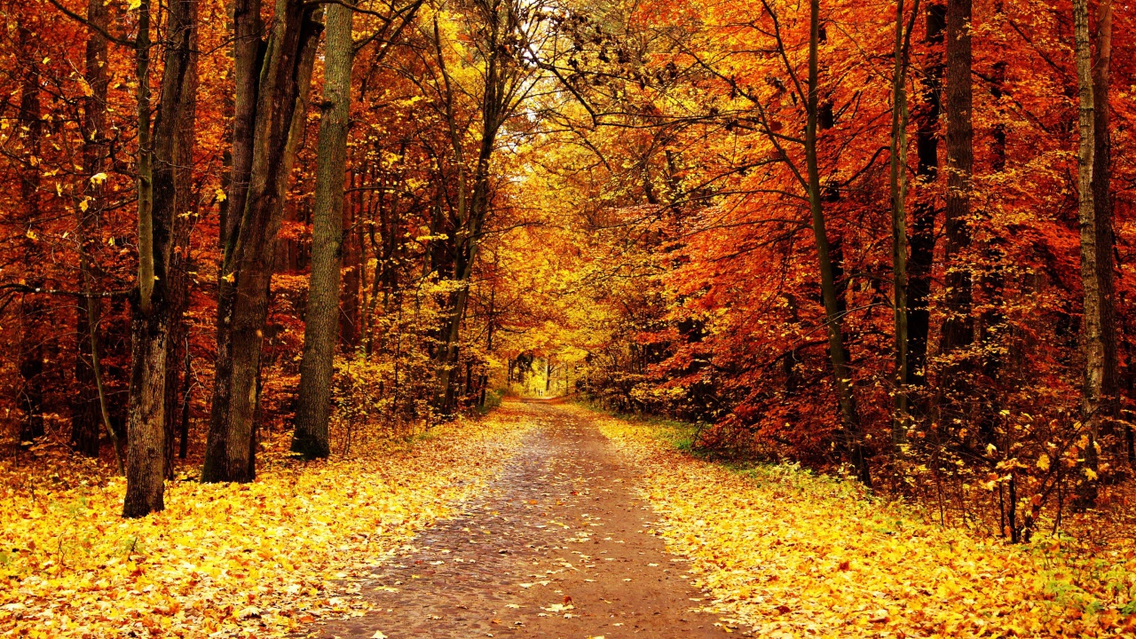 Screenshot №1 pro téma Autumn Pathway 1280x720