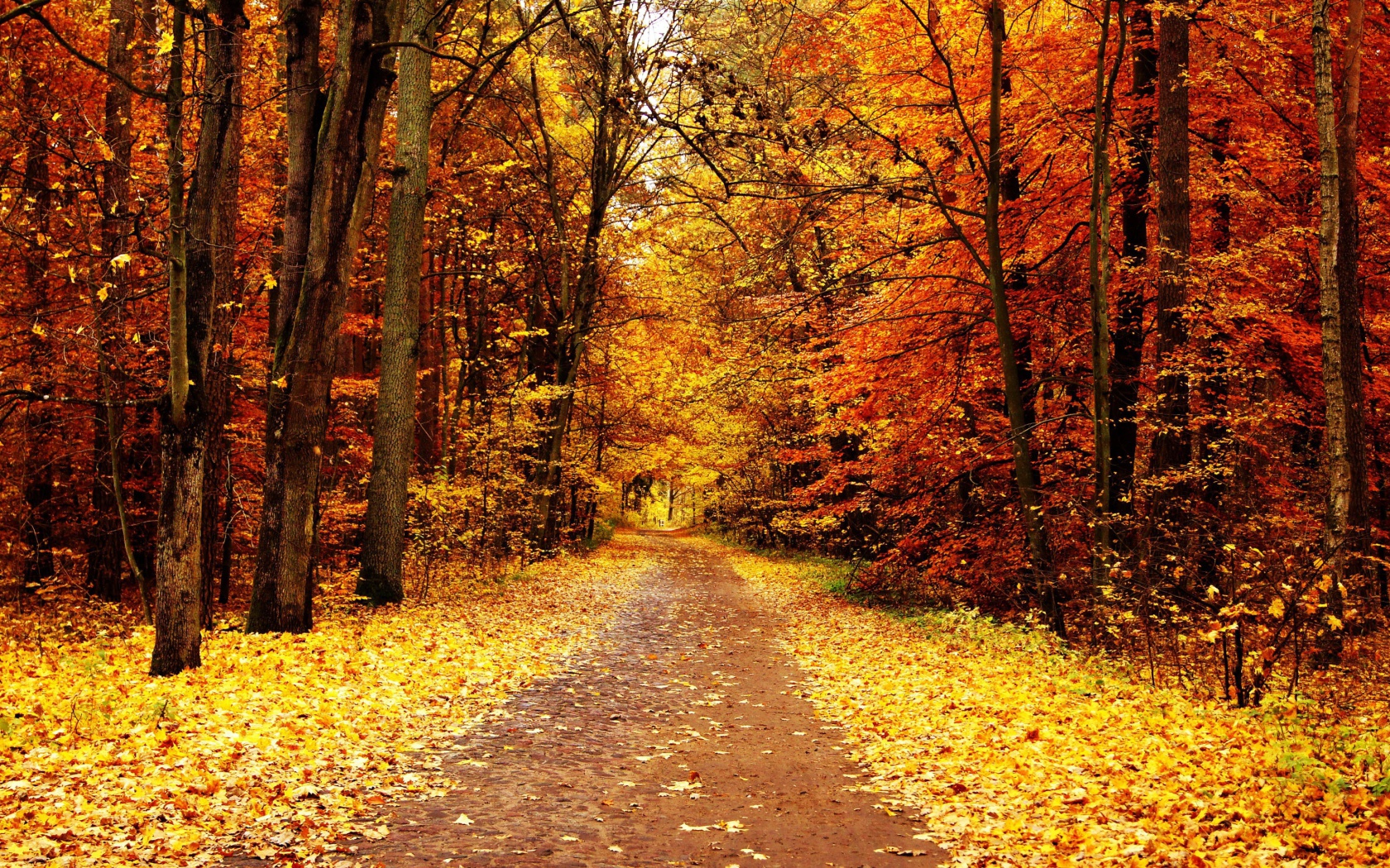 Fondo de pantalla Autumn Pathway 1680x1050