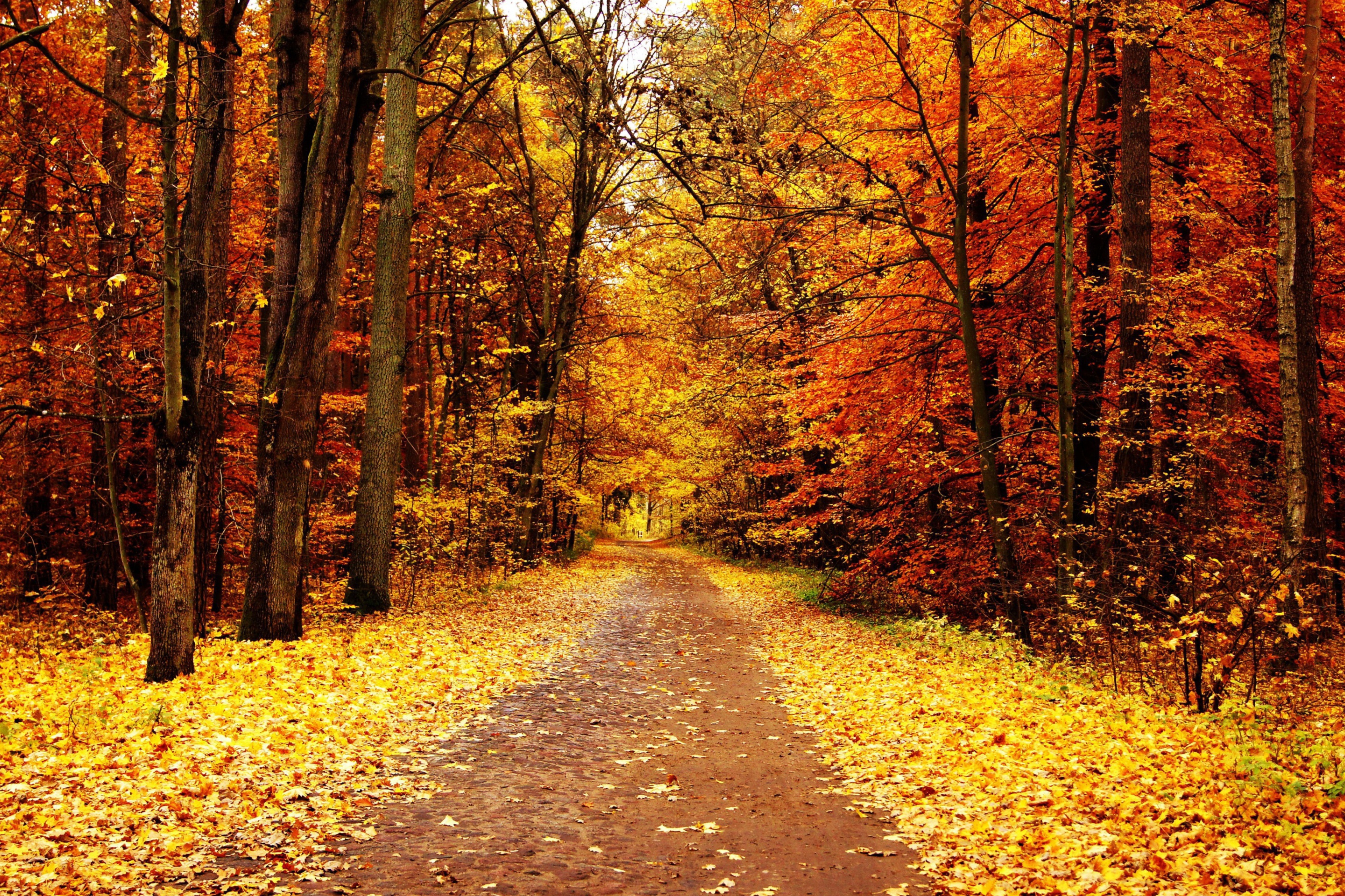 Screenshot №1 pro téma Autumn Pathway 2880x1920