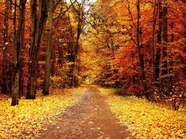 Das Autumn Pathway Wallpaper 640x480