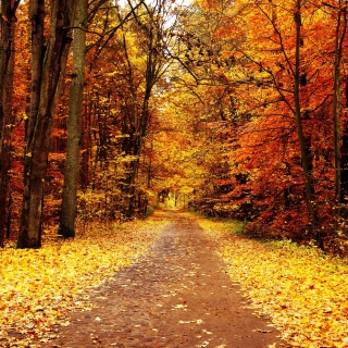 Autumn Pathway - Obrázkek zdarma pro 1024x1024
