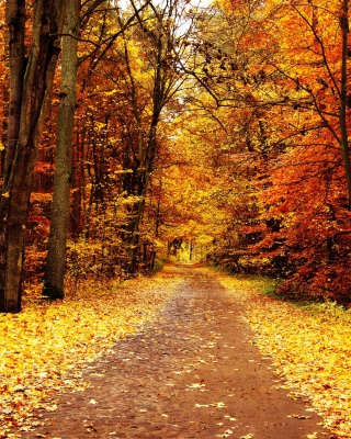Autumn Pathway sfondi gratuiti per 128x160