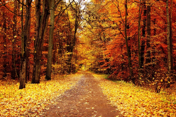 Fondo de pantalla Autumn Pathway