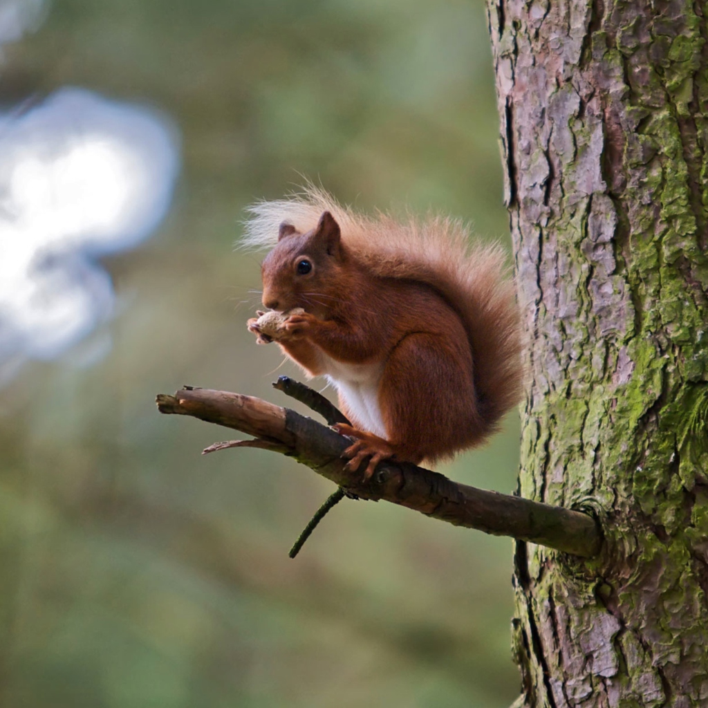 Обои Red Squirrel 1024x1024