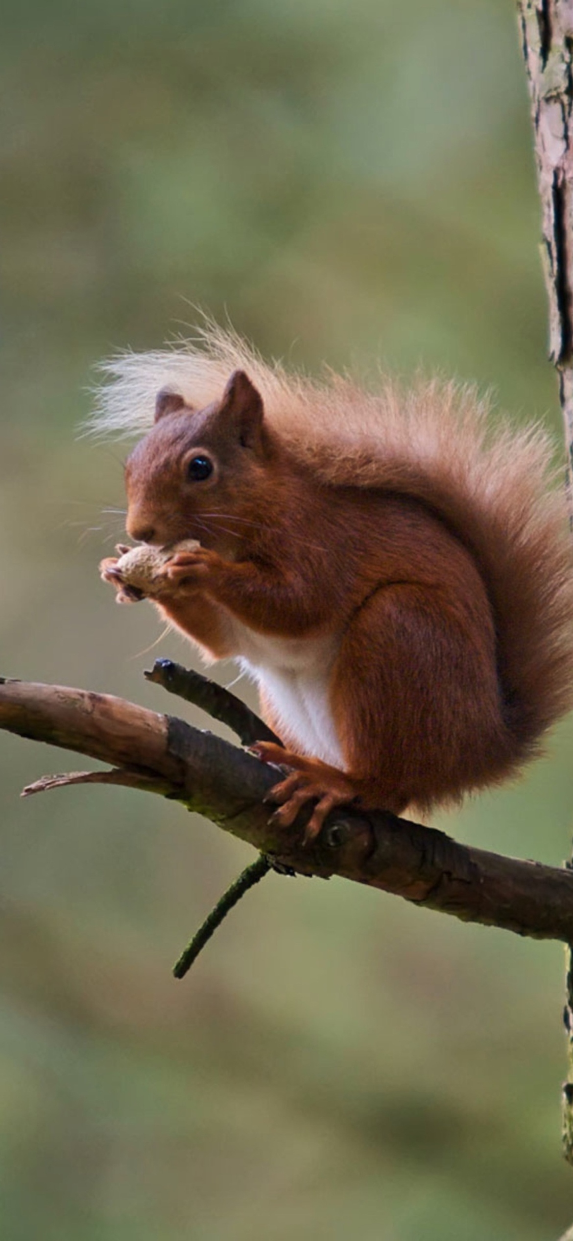 Red Squirrel wallpaper 1170x2532
