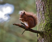Red Squirrel wallpaper 176x144